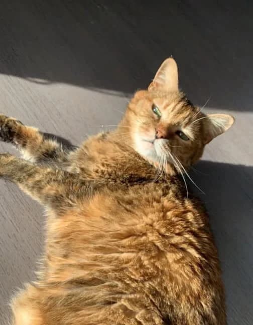 LUA, tigré female senior European Shorthair for adoption at SPA Poitiers, Poitiers