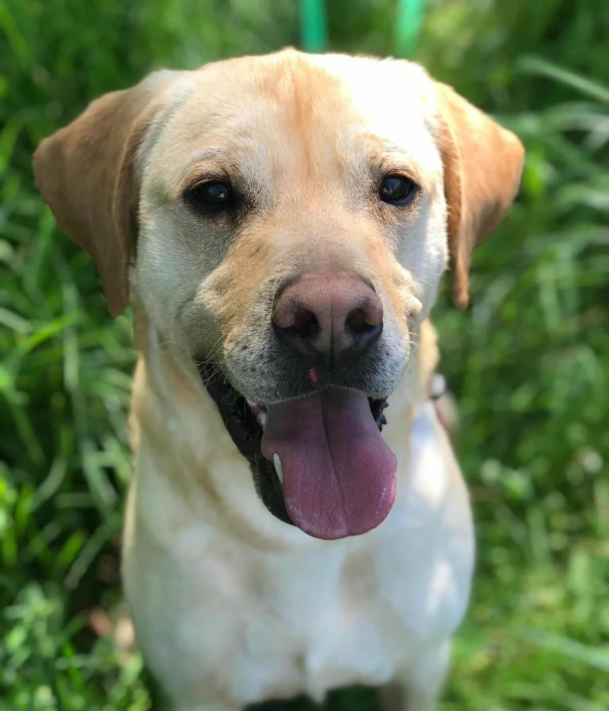 SKY, male 5yo Mixed Breed for adoption at SPA Poitiers, Poitiers