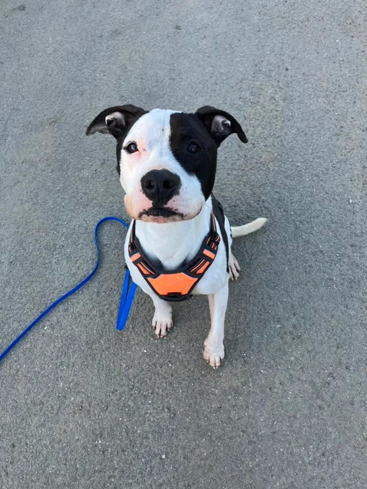 PIRATE, BLANC-NOIRE male 6yo Mixed Breed for adoption at SPA Poitiers, Poitiers