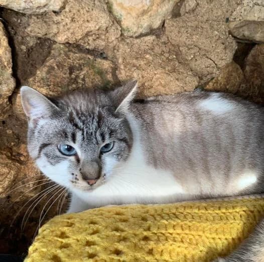 ZARA, female 4yo Mixed Breed for adoption at SPA Poitiers, Poitiers