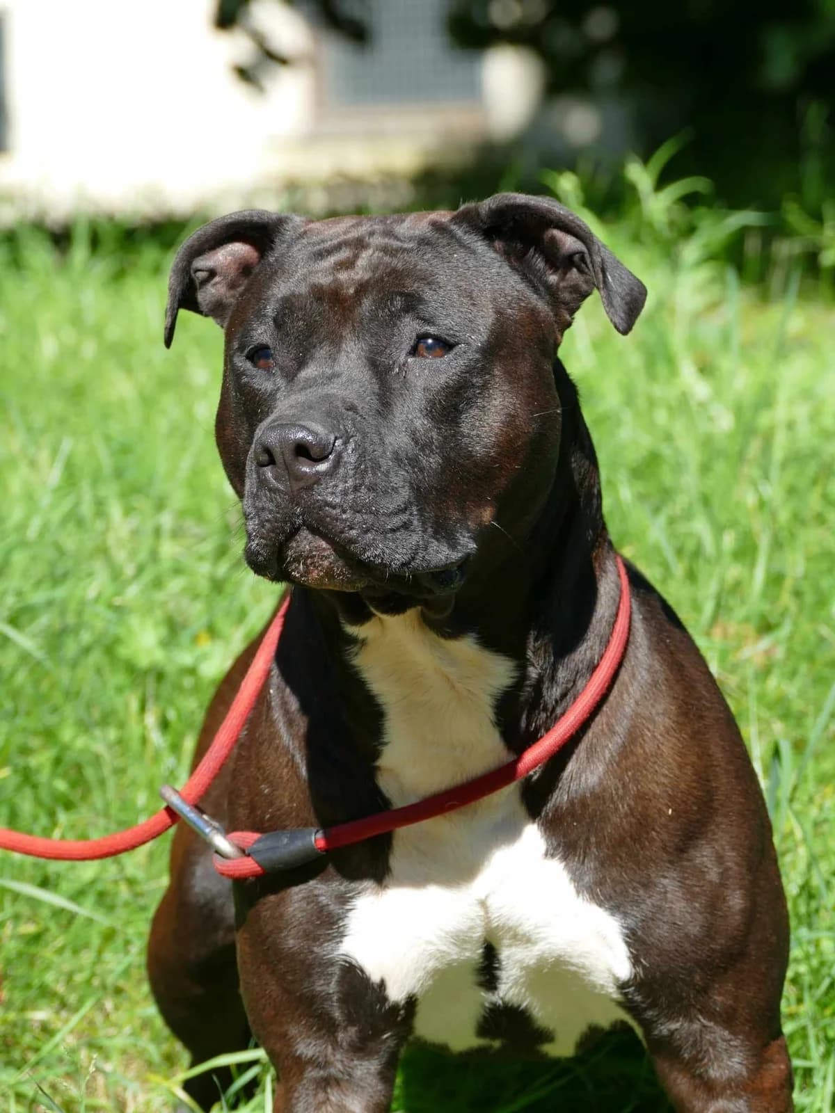 KISHTA, male 6yo Mixed Breed for adoption at SPA Poitiers, Poitiers