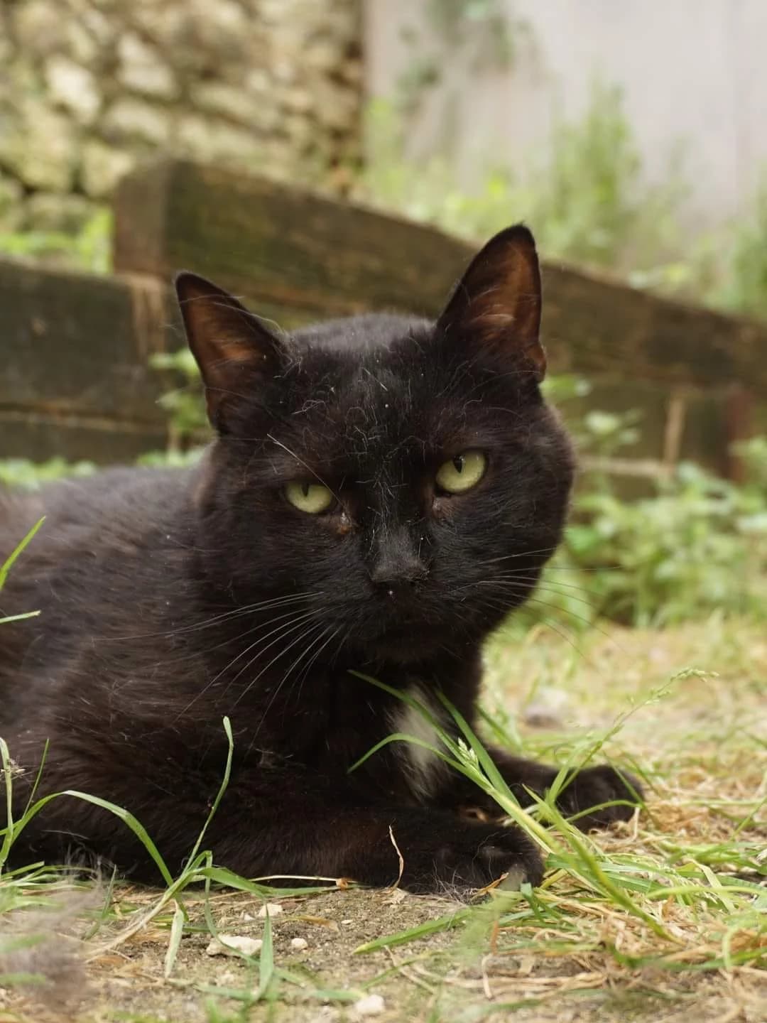 LEO, noir male senior European Shorthair for adoption at SPA Poitiers, Poitiers