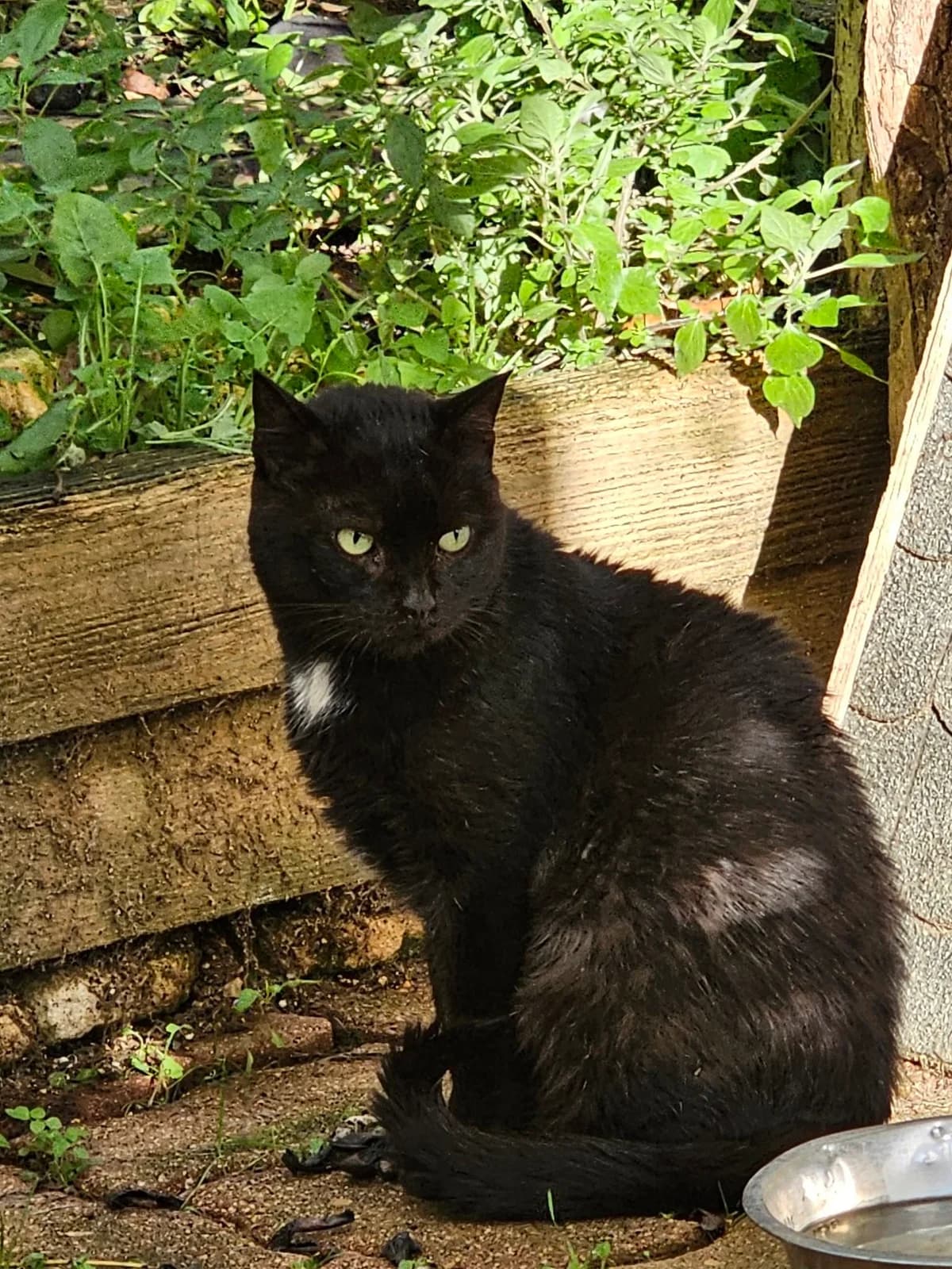 LEO, noir male senior European Shorthair for adoption at SPA Poitiers, Poitiers