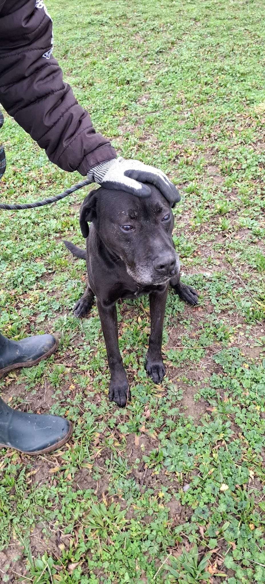 KENA, female Mixed Breed for adoption at SPA Poitiers