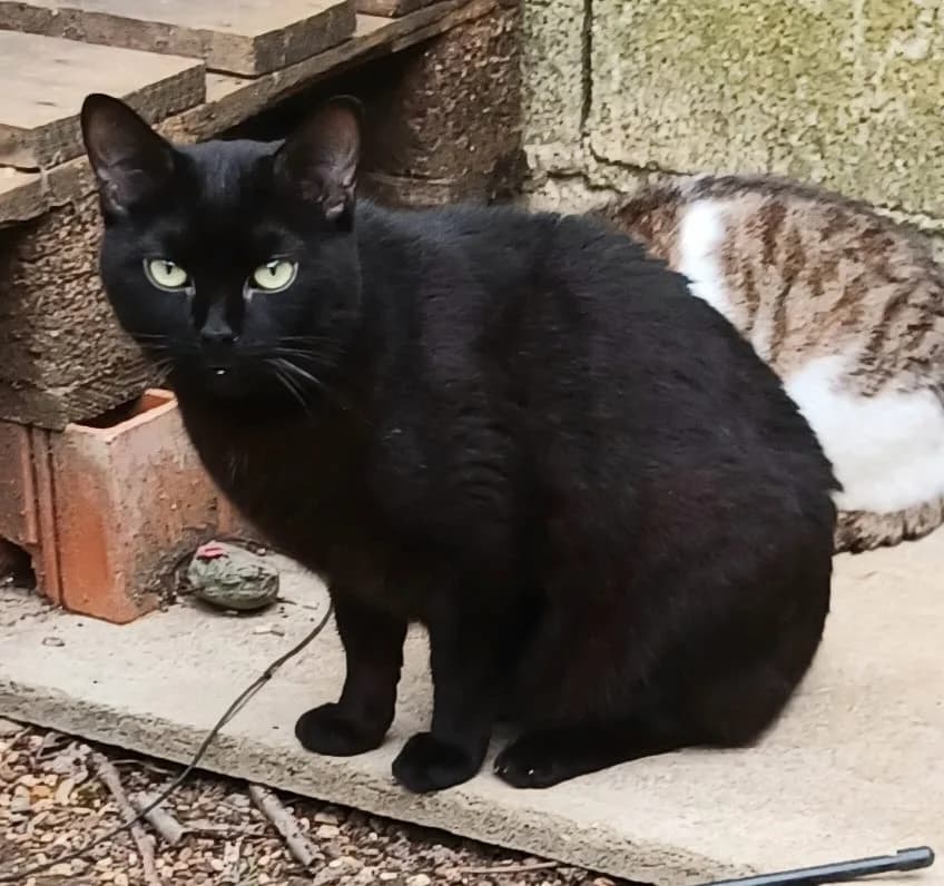 TWIX, noir male 4yo European Shorthair for adoption at SPA Poitiers, Poitiers