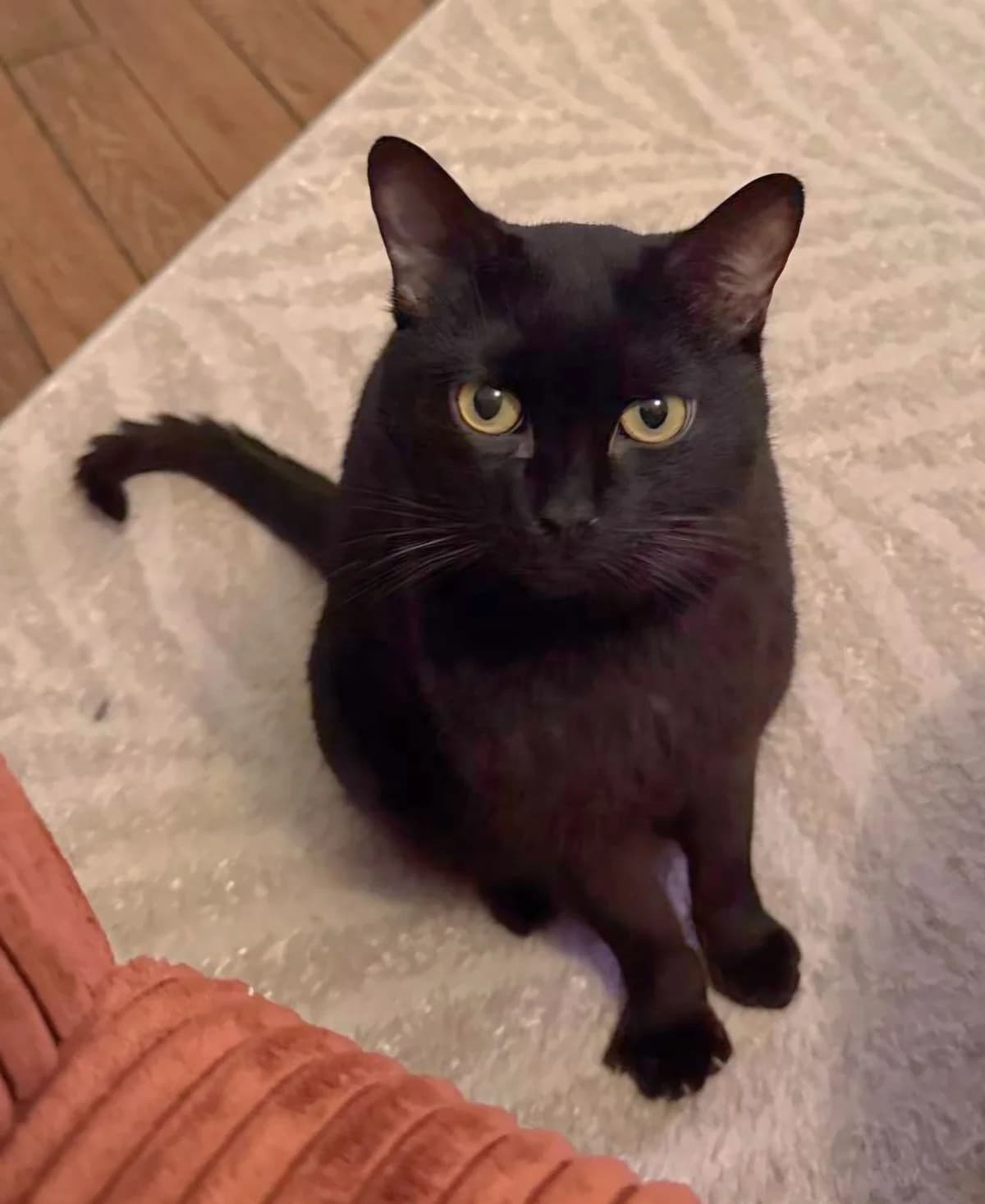 TWIX, noir male 4yo European Shorthair for adoption at SPA Poitiers, Poitiers