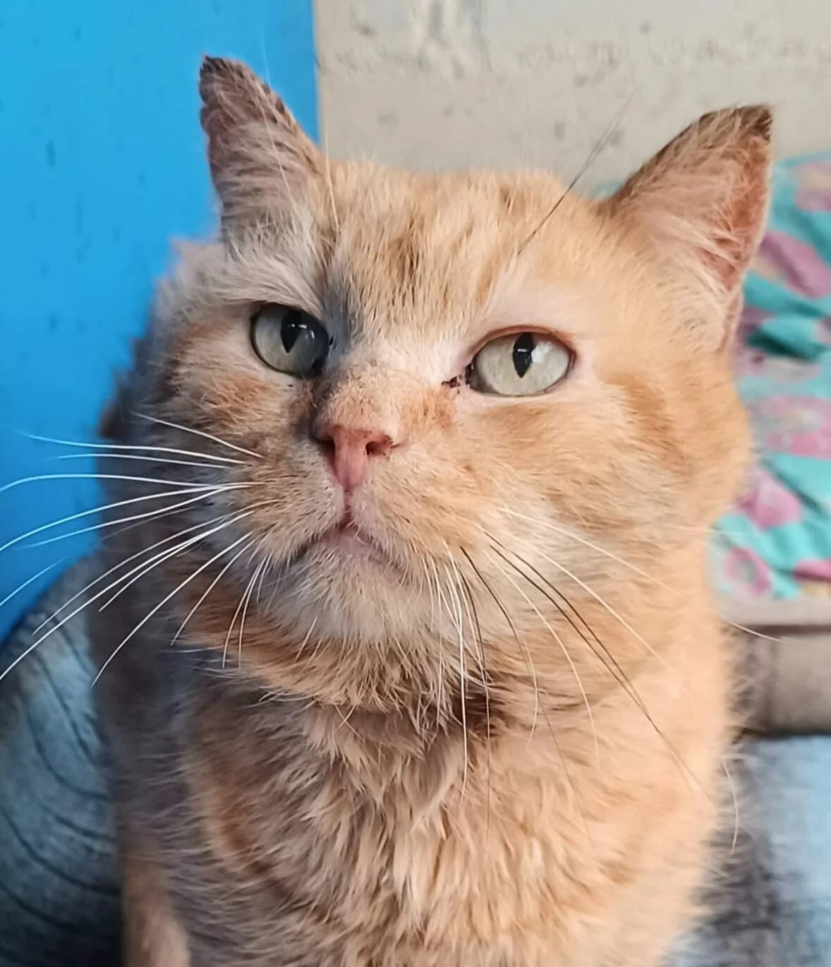 PEPPER, roux male senior European Shorthair for adoption at SPA Poitiers, Poitiers