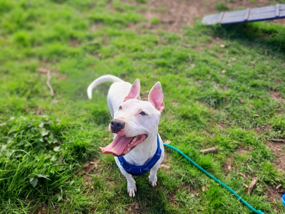 TRIKAHRO, female Mixed Breed for adoption at SPA Poitiers