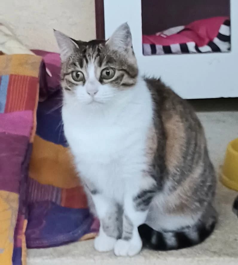 OSIRIS, tricolore female senior European Shorthair for adoption at SPA Poitiers, Poitiers