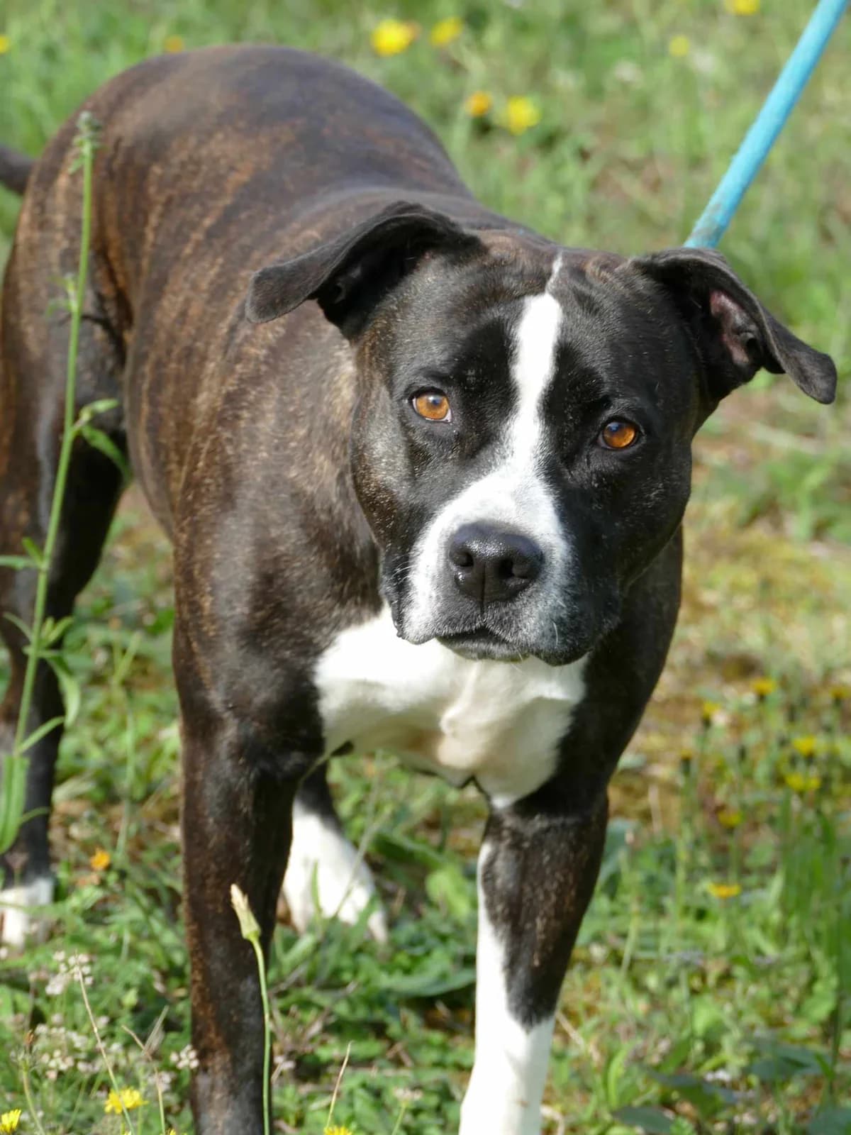 SITAEL, female senior Mixed Breed for adoption at SPA Poitiers, Poitiers