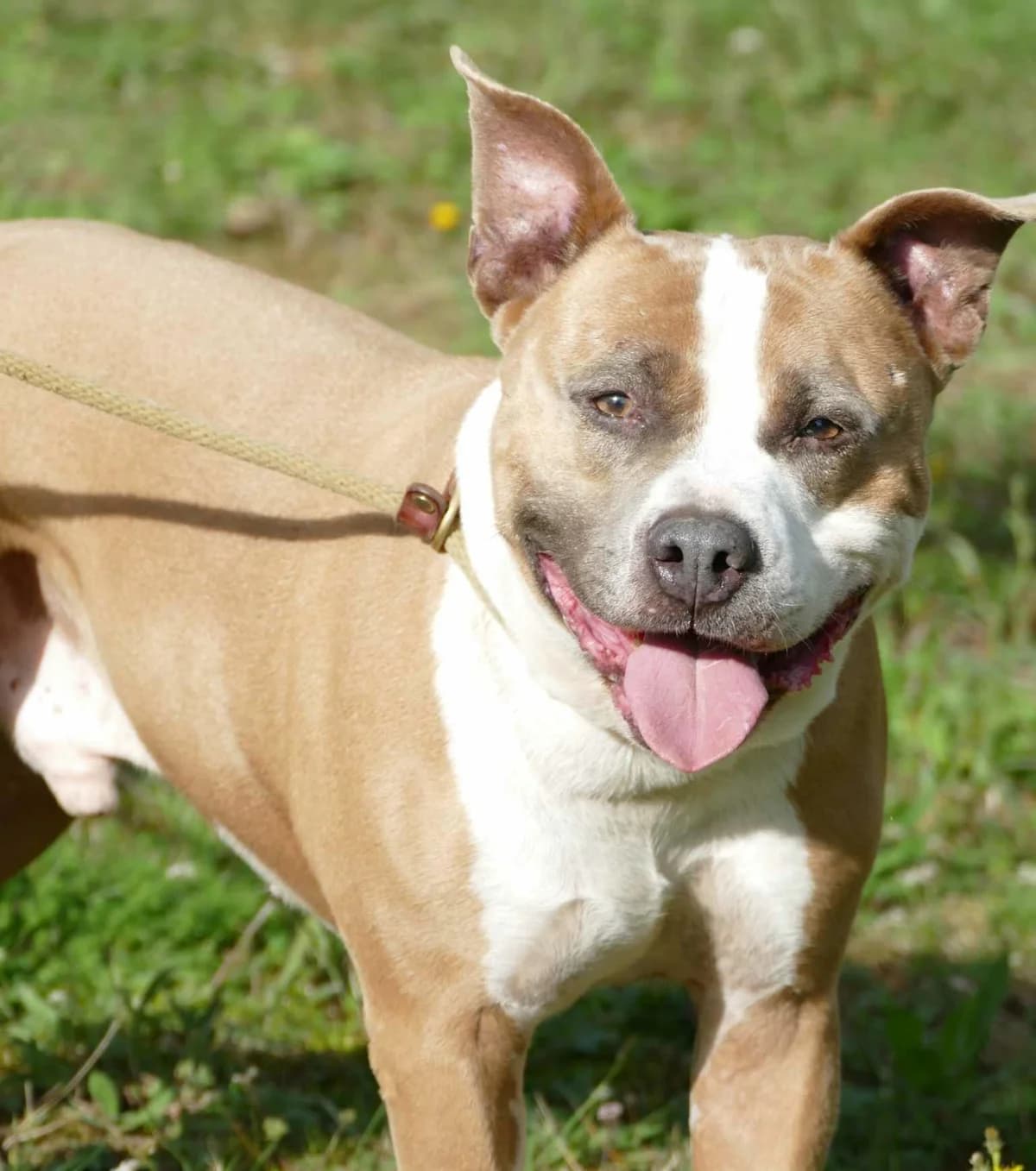PACO, FAUVE-BLANC male Staffordshire Bull Terrier for adoption at SPA Poitiers