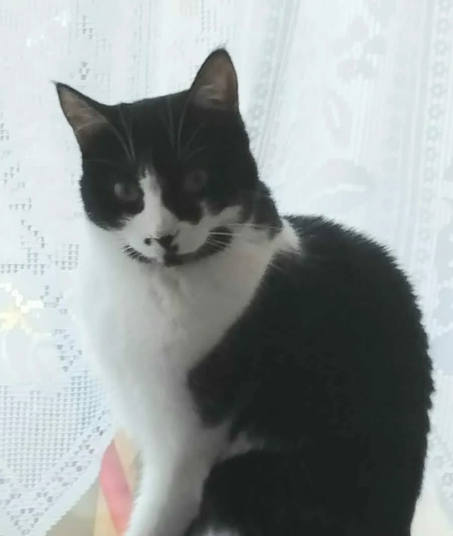 MILA, noir et blanc female 4yo European Shorthair for adoption at SPA Poitiers, Poitiers