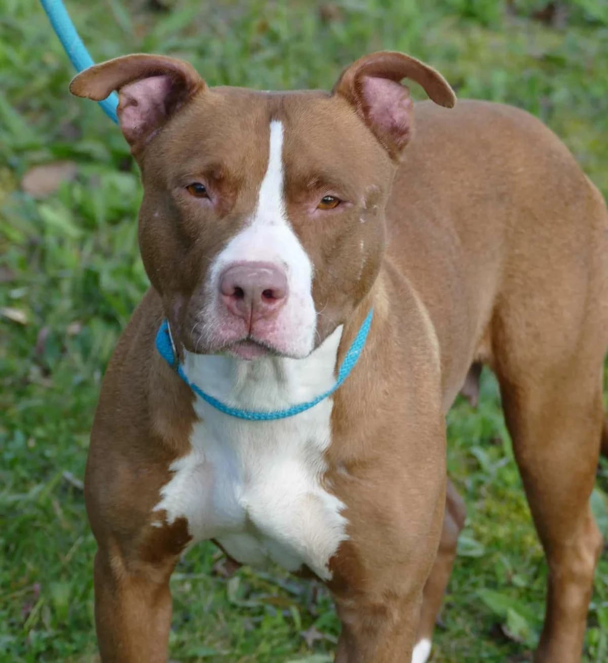 PRADA, MARRON-BLANC Staffordshire terrier female 5yo mixed breed for adoption at SPA Poitiers, Poitiers