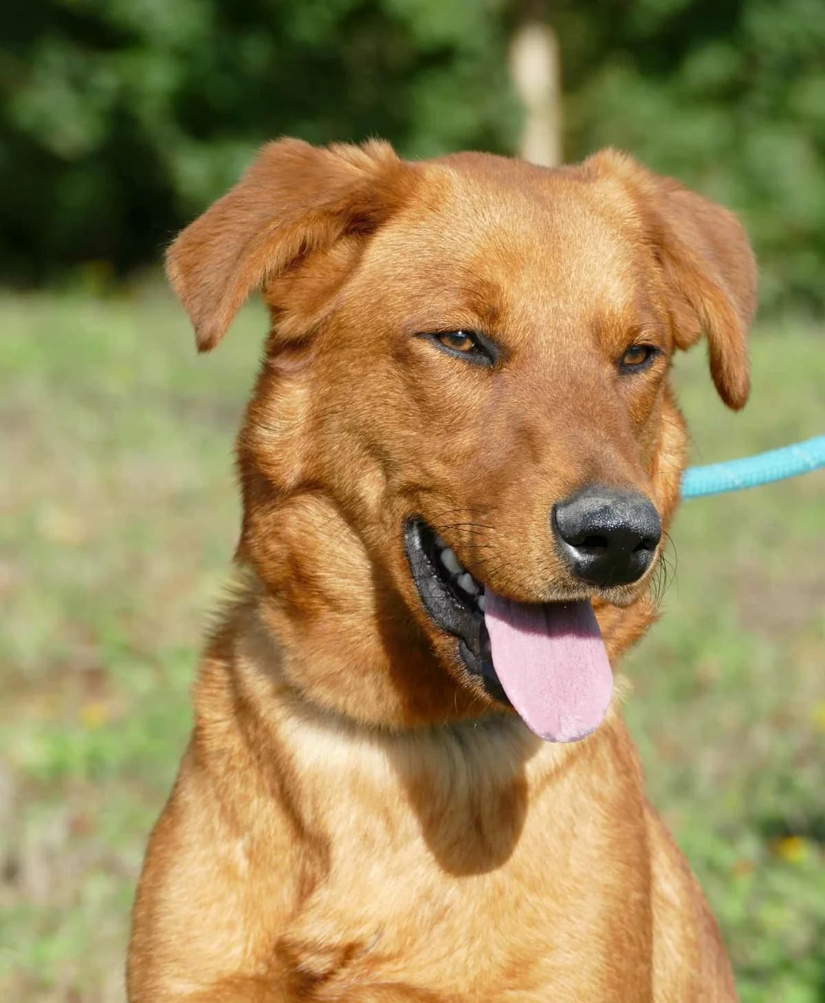 DAVOS, male 3yo Mixed Breed for adoption at SPA Poitiers, Poitiers