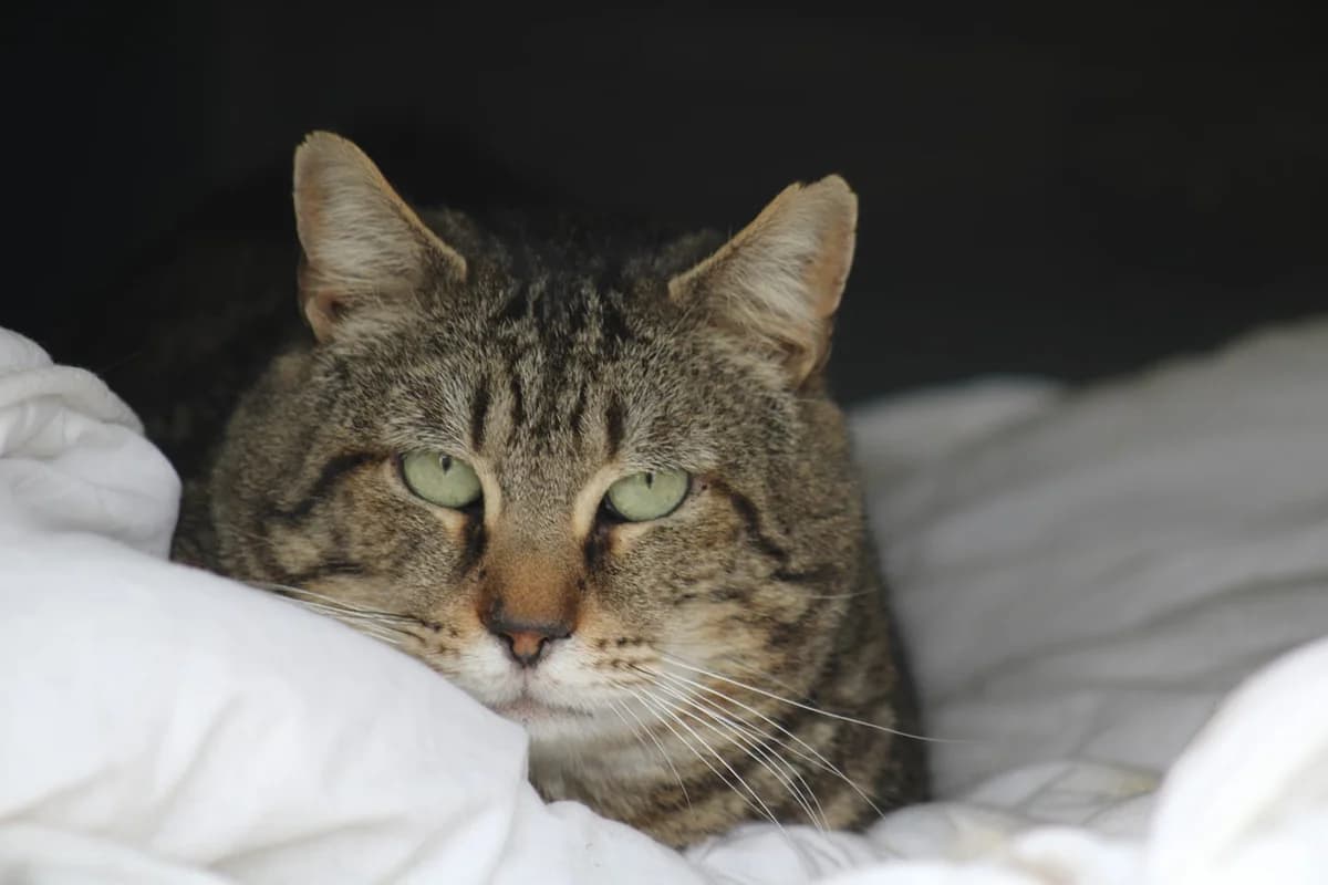 TUTTI, brun tabby male senior European Shorthair for adoption at SPA Poitiers, Poitiers