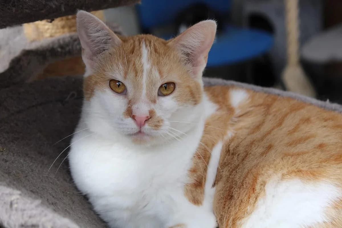 SMOOTHIE, roux blanc female senior European Shorthair for adoption at SPA Poitiers, Poitiers