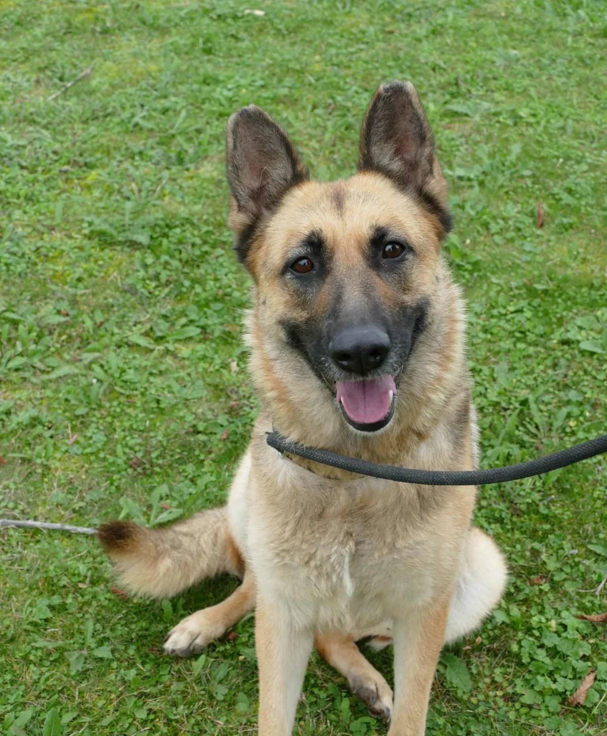 PRINCESSE, female 6yo Mixed Breed for adoption at SPA Poitiers, Poitiers