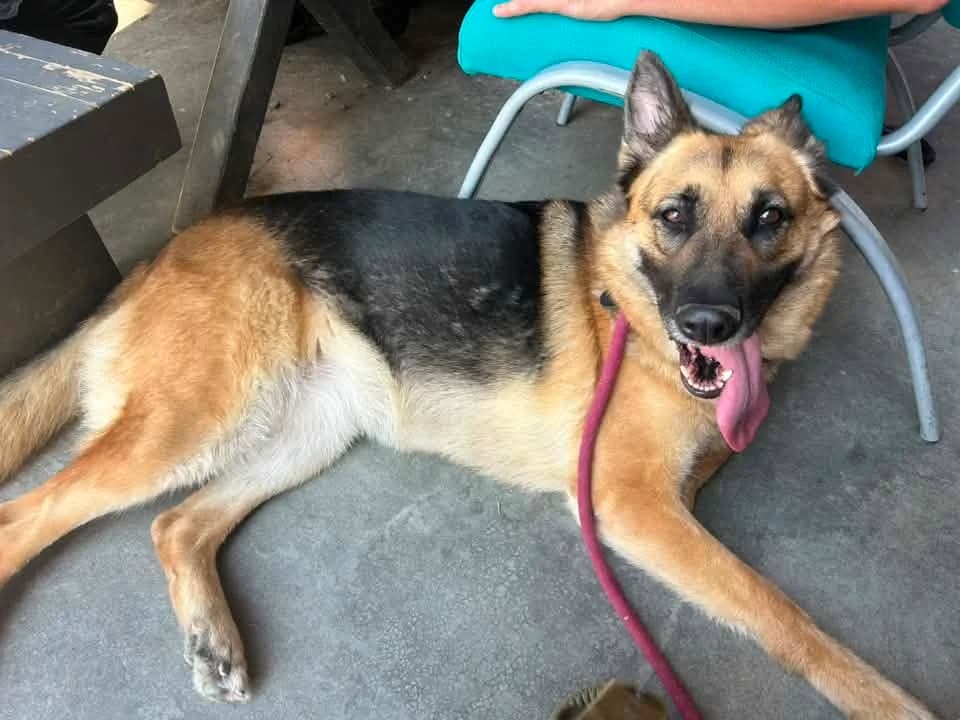 PRINCESSE, female 6yo Mixed Breed for adoption at SPA Poitiers, Poitiers