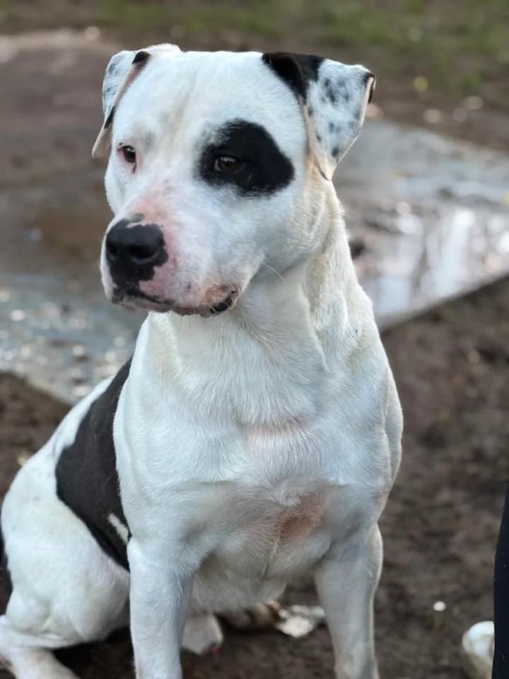 PEPS, male senior Mixed Breed for adoption at SPA Poitiers, Poitiers