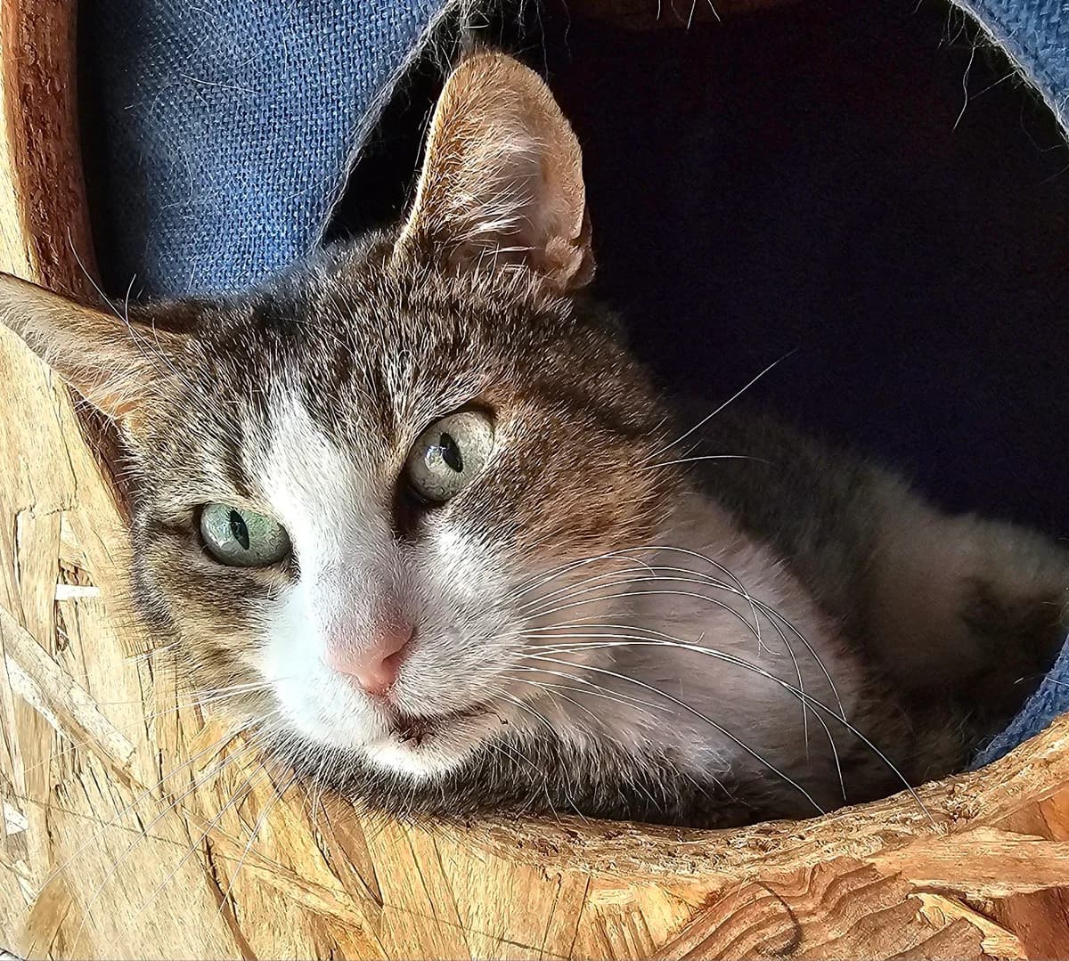 IBENE, tigré marron female 4yo European Shorthair for adoption at SPA Poitiers, Poitiers
