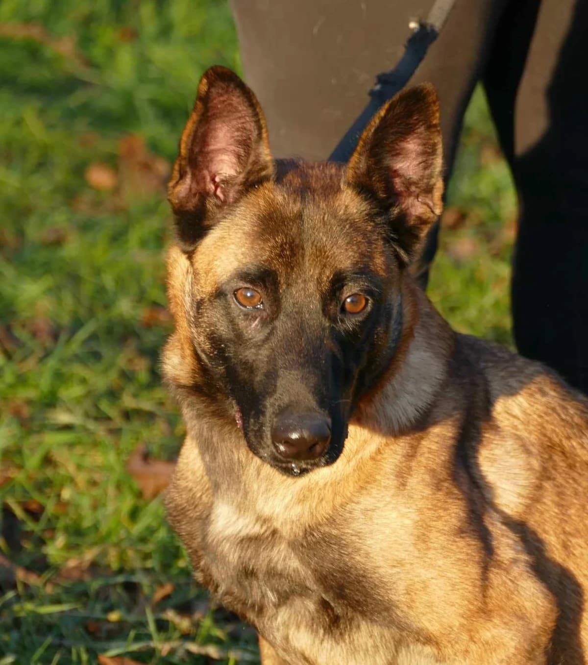 TAÏGA dite TAÏA, female 4yo Mixed Breed for adoption at SPA Poitiers, Poitiers