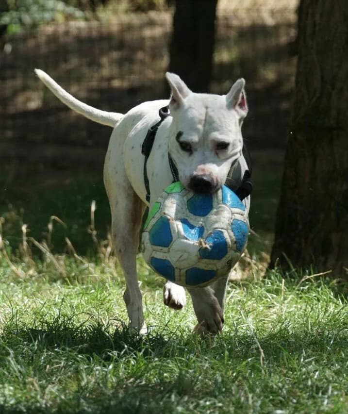 CHANEL, female senior Mixed Breed for adoption at SPA Poitiers, Poitiers