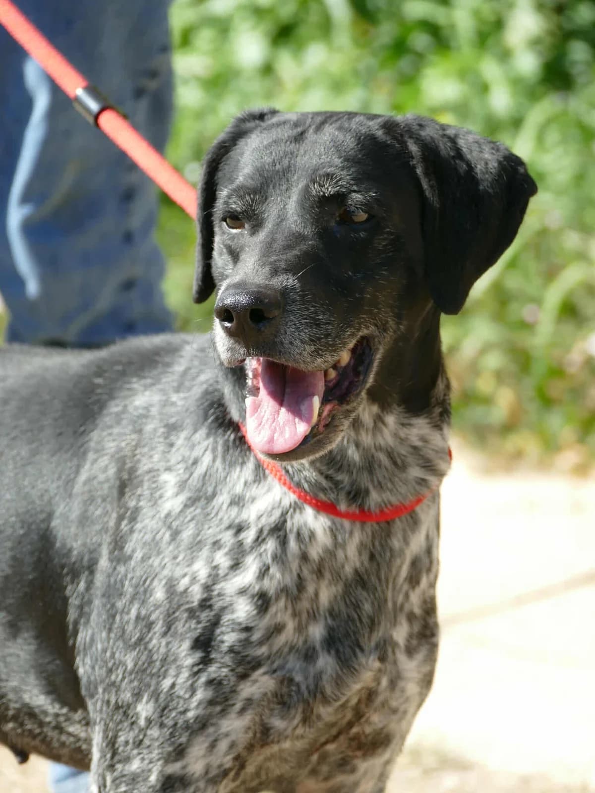 MARLEY, male senior Mixed Breed for adoption at SPA Poitiers, Poitiers