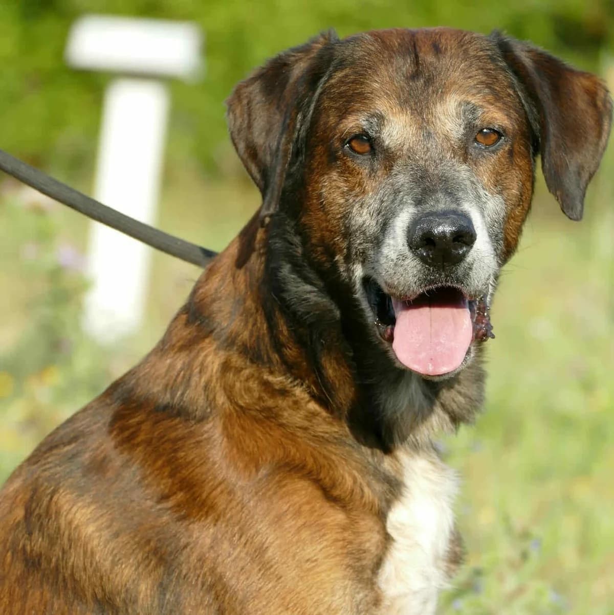 JUNK, BRINGE-MARRON male senior Belgian Malinois for adoption at SPA Poitiers, Poitiers