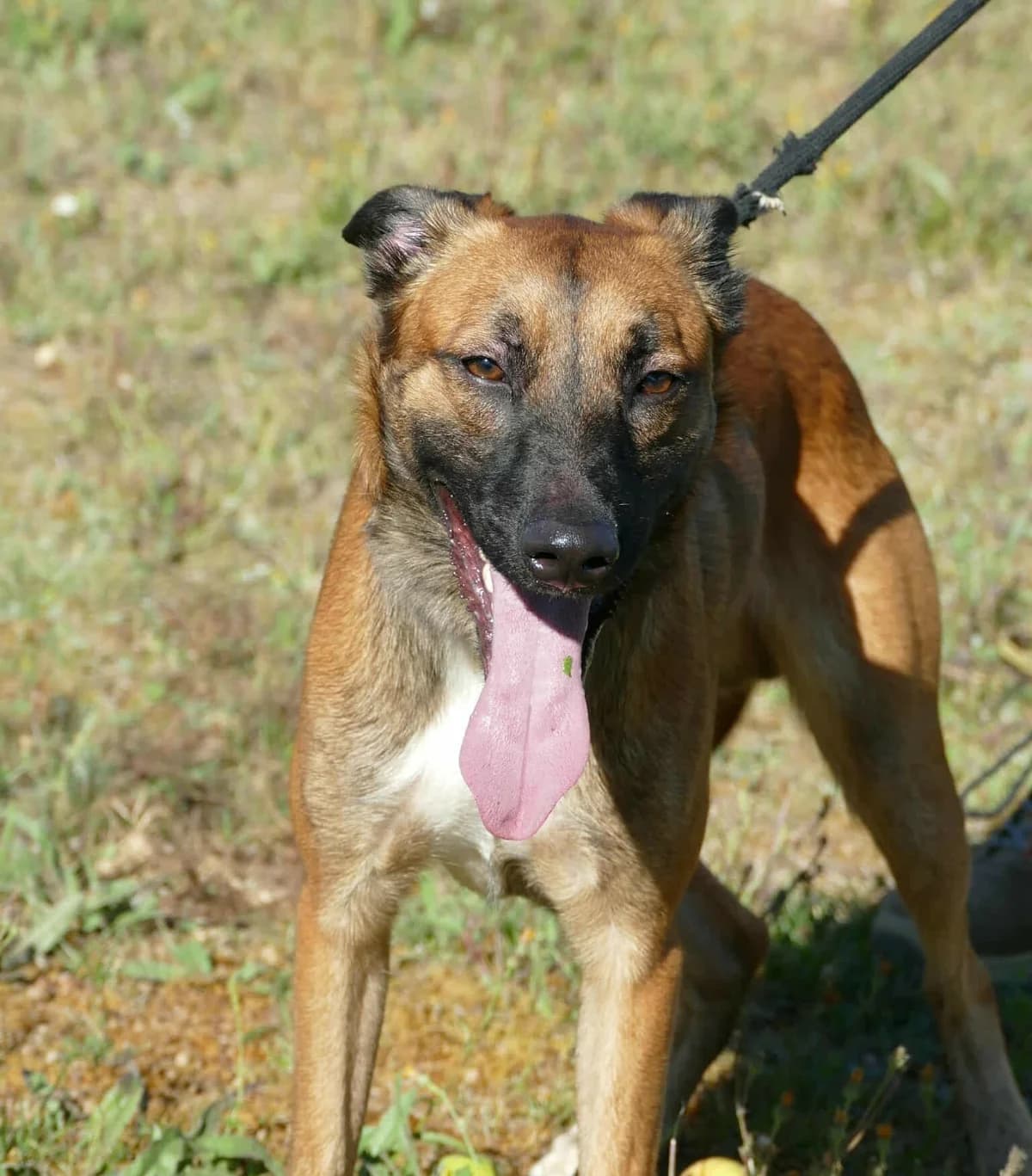 SHADOW, male young Mixed Breed for adoption at SPA Poitiers, Poitiers