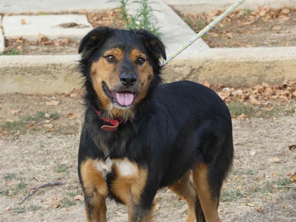 CHOPPER, male senior Mixed Breed for adoption at SPA Poitiers, Poitiers