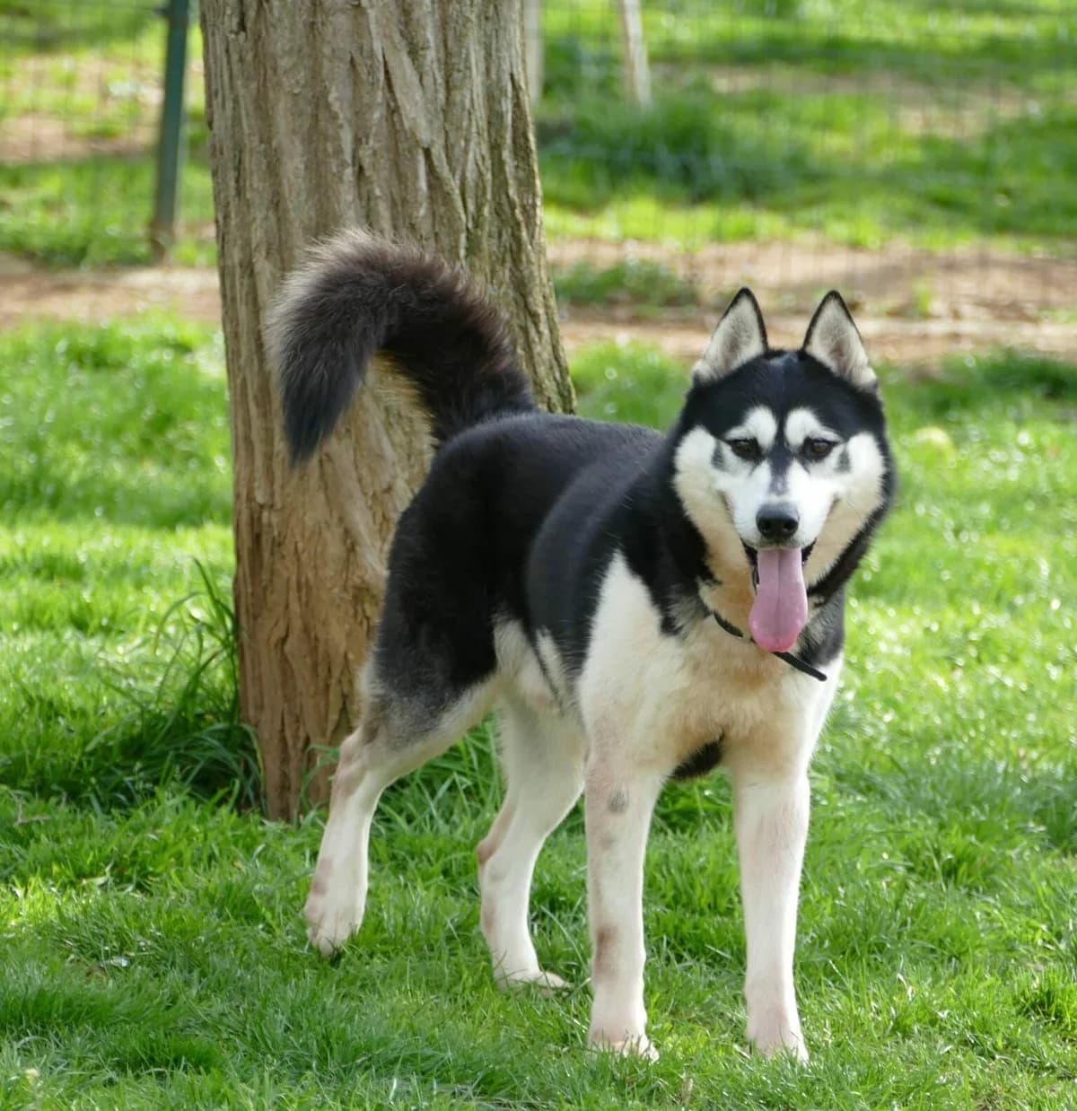 OREO, NOIRE-BLANC male senior Husky for adoption at SPA Poitiers, Poitiers