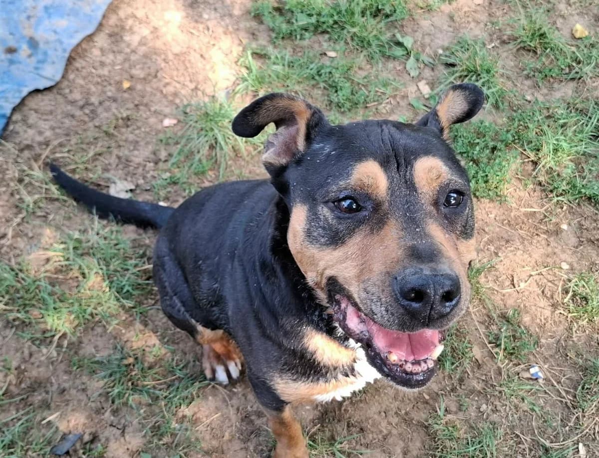 JUKE, male Mixed Breed for adoption at SPA Poitiers