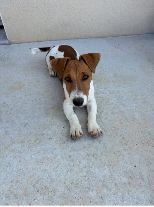 TIBISCUIT DIT ASKOT, BLANC-MARRON male Jack Russell Terrier for adoption at SPA Poitiers