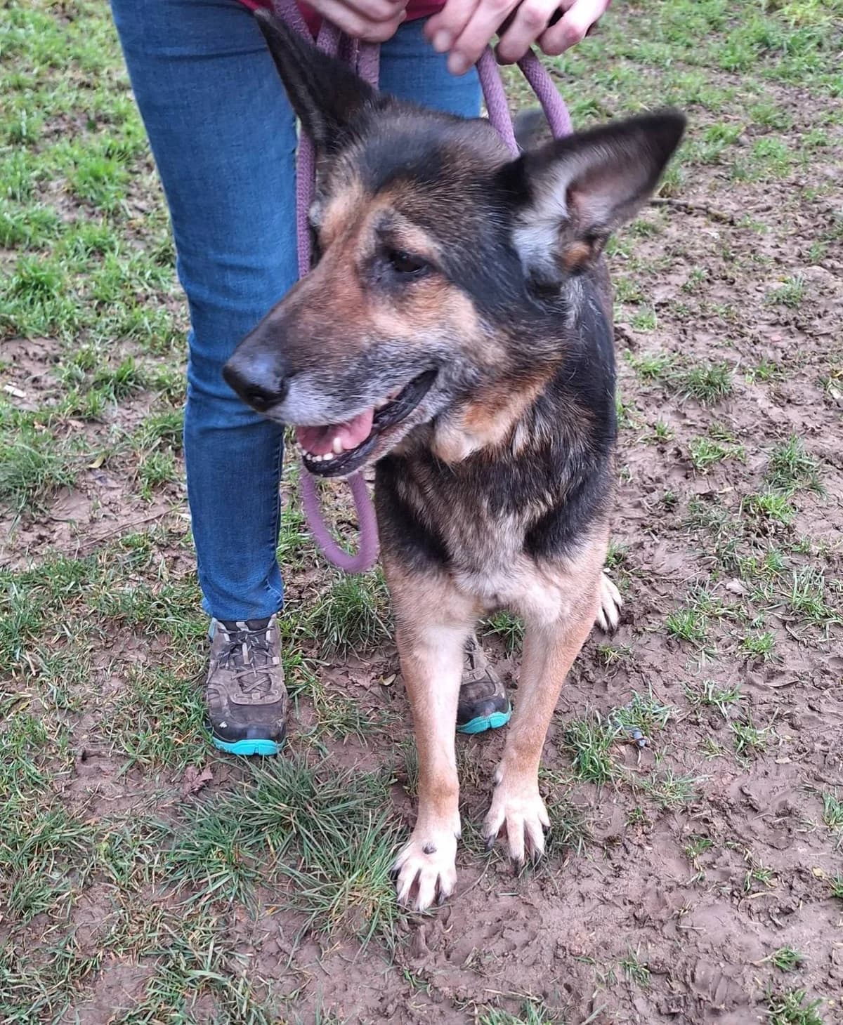 MILKA, FAUVE-NOIRE female senior German Shepherd for adoption at SPA Poitiers, Poitiers