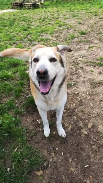 PILOU, FAUVE-BLANC male senior Husky for adoption at SPA Poitiers, Poitiers