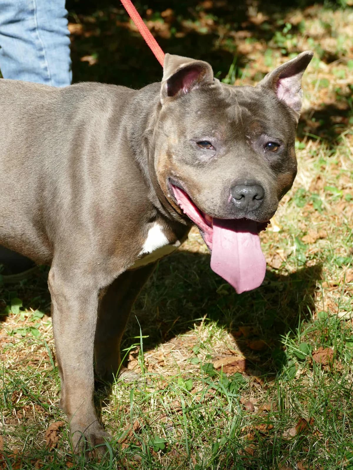 TYGER, male 6yo Staffordshire Bull Terrier for adoption at SPA Poitiers, Poitiers