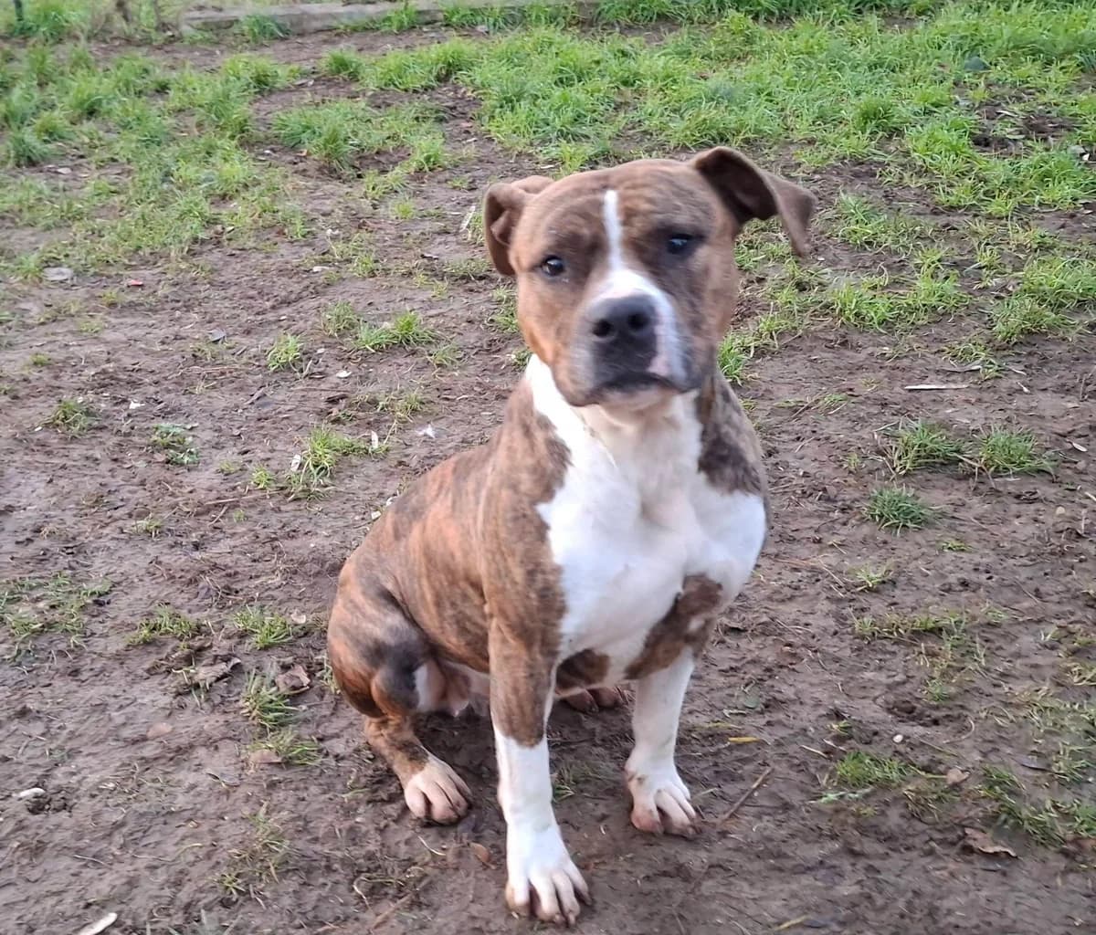 TIGRESSE, BRINGE female French Bulldog for adoption at SPA Poitiers