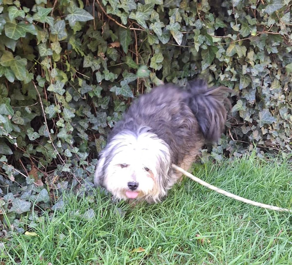 REGLISSE, NOIR-BLANC male Bichon Frisé for adoption at SPA Poitiers
