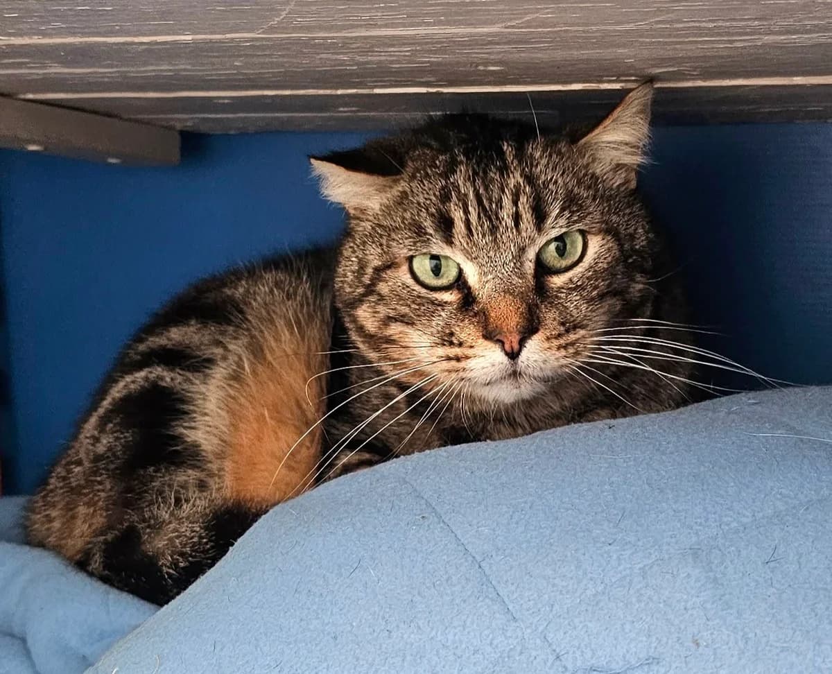 LOKI, Tabby gris male senior European Shorthair for adoption at SPA Poitiers, Poitiers