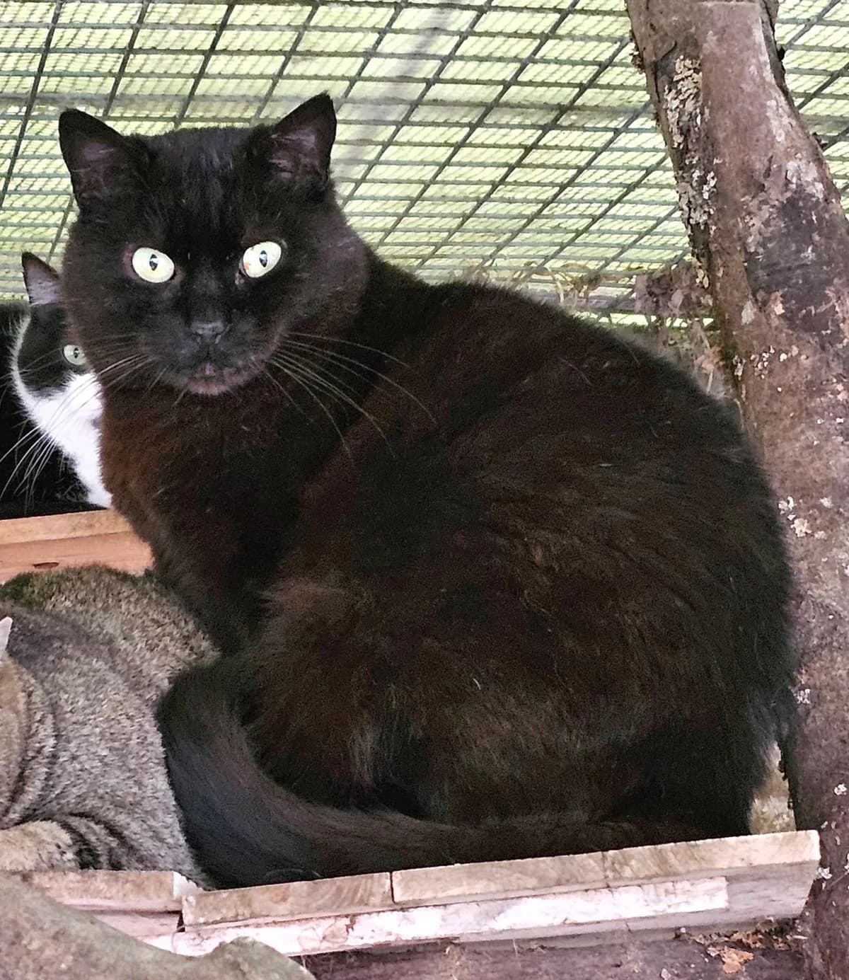 STANI (CHOPIN), Noir male 5yo European Shorthair for adoption at SPA Poitiers, Poitiers