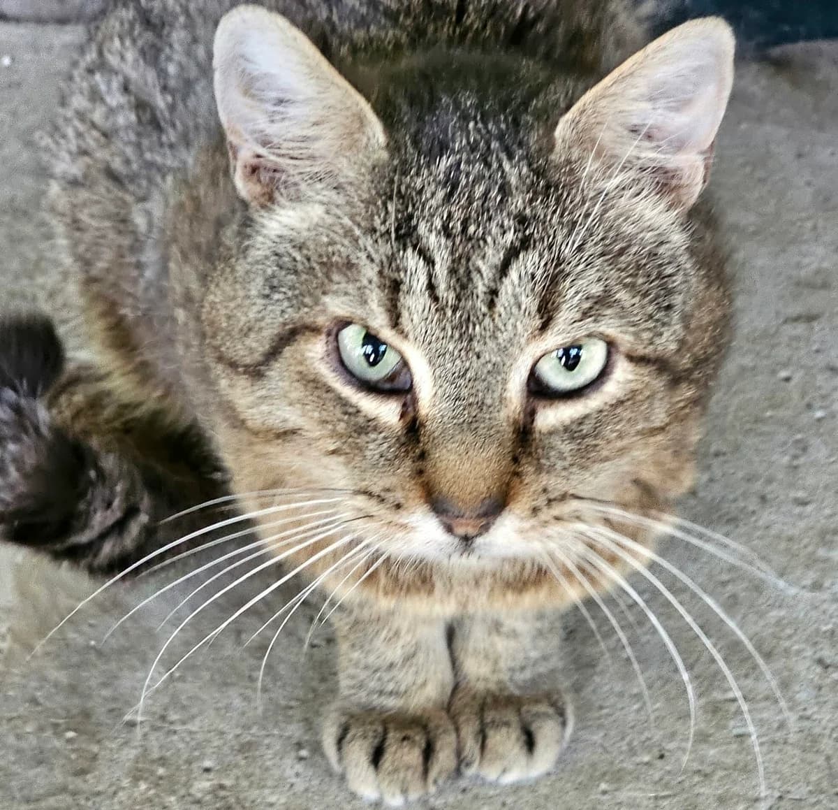 TREFLE, tigré male 6yo European Shorthair for adoption at SPA Poitiers, Poitiers
