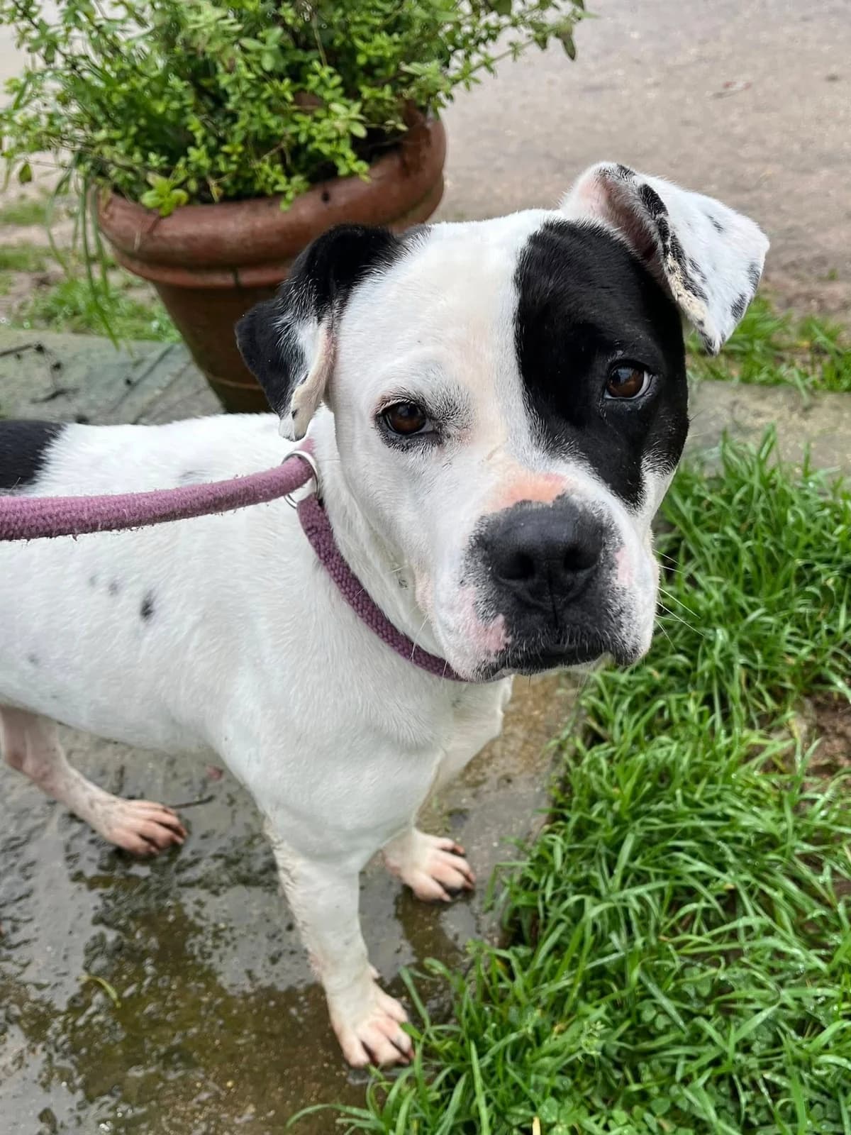 TALYS, BLANC-NOIRE female French Bulldog for adoption at SPA Poitiers