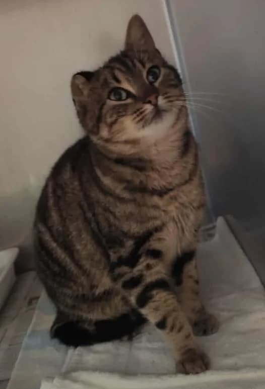 SCRATCH, Tigré female young European Shorthair for adoption at SPA Poitiers, Poitiers