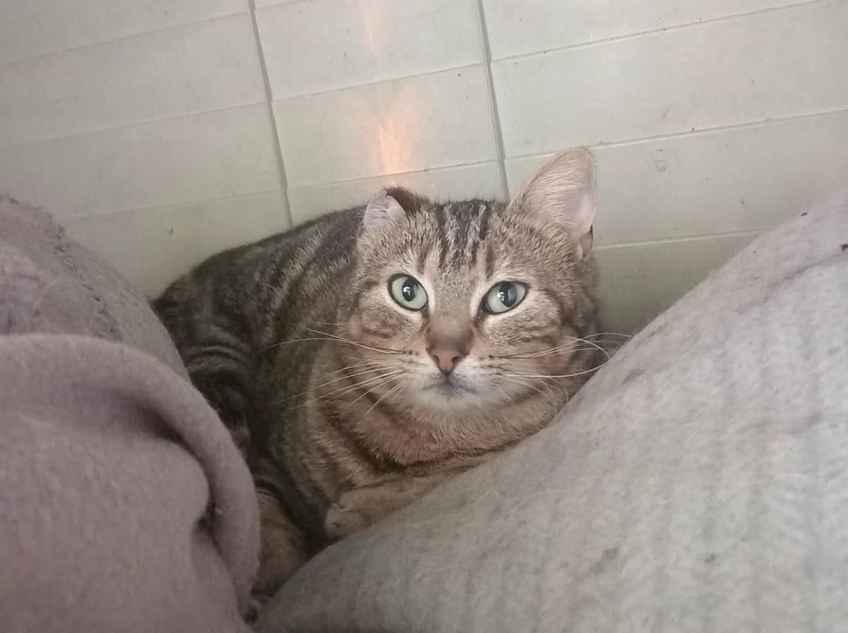 SCRATCH, Tigré female young European Shorthair for adoption at SPA Poitiers, Poitiers