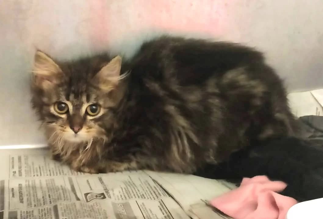 FLUFFY, Tigré female young European Shorthair for adoption at SPA Poitiers, Poitiers