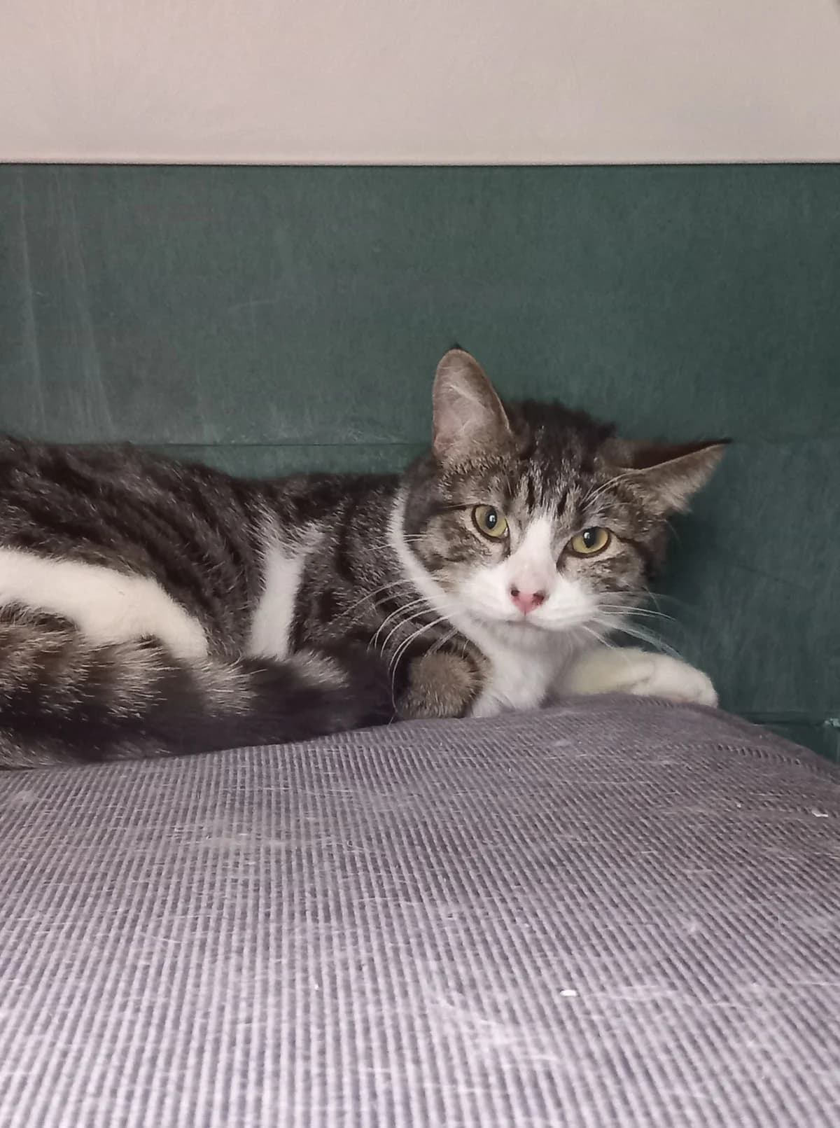 BAYA, Tigré gris blanc male young European Shorthair for adoption at SPA Poitiers, Poitiers