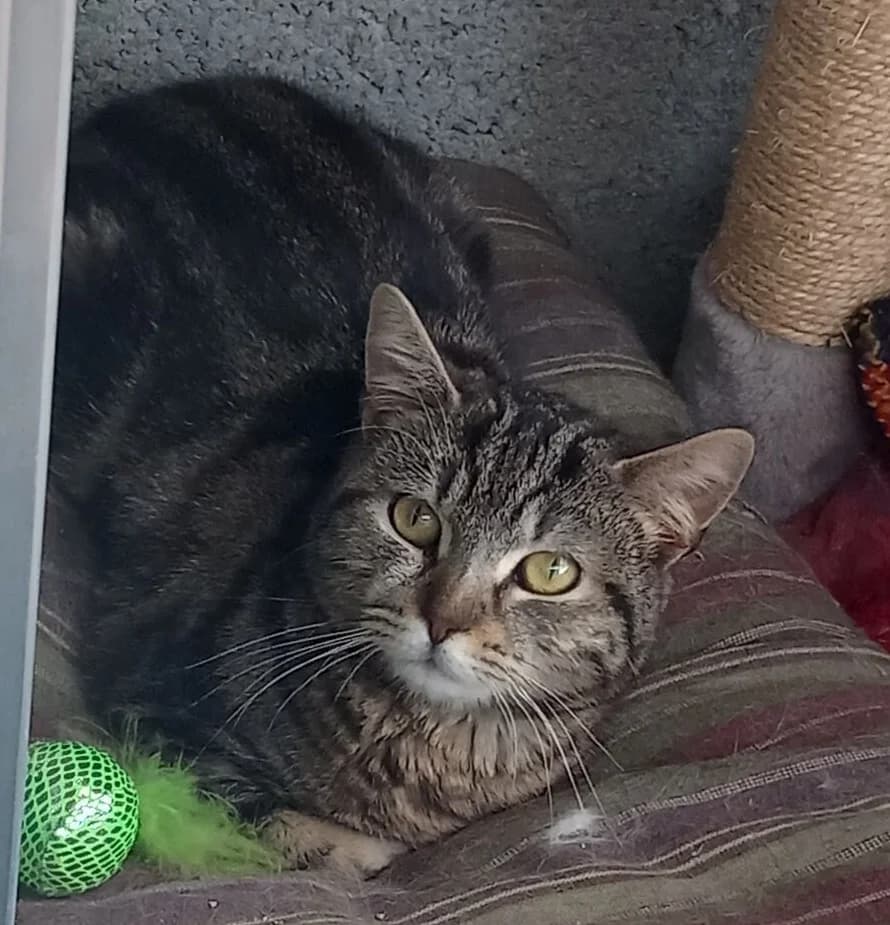 BIBI, Tigré gris male young European Shorthair for adoption at SPA Poitiers, Poitiers