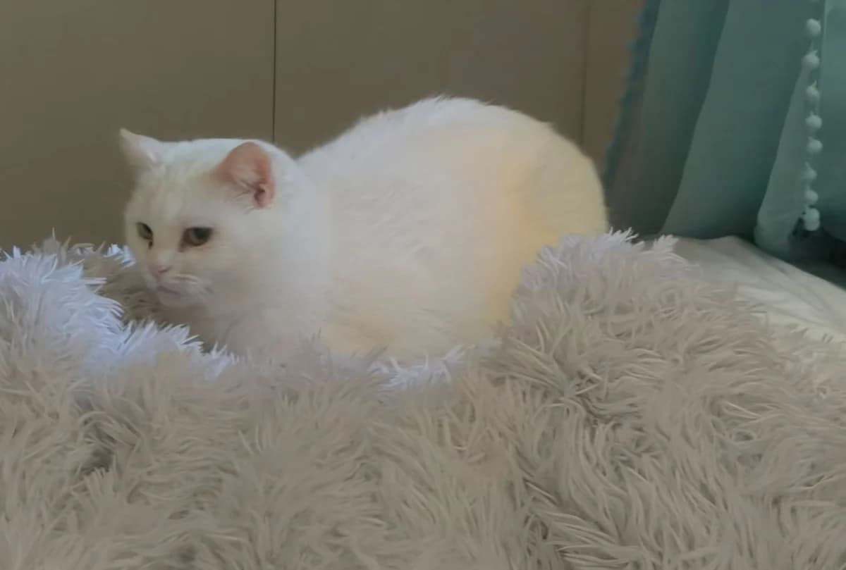 SOPALIN, female 7yo Mixed Breed for adoption at SPA Poitiers, Poitiers