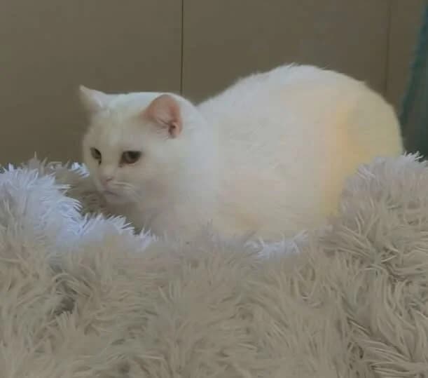 SOPALINE, female 7yo Mixed Breed for adoption at SPA Poitiers, Poitiers