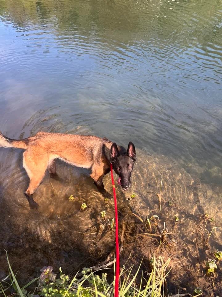 THAÏ, female 4yo Mixed Breed for adoption at SPA Poitiers, Poitiers